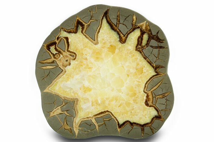 Polished Septarian Slab - Utah #378558